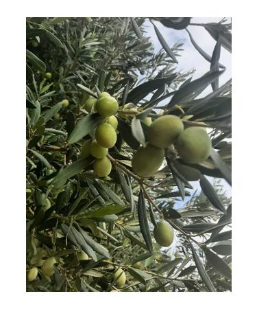 Milas Sleep Valley Olive Oil Milas Sleep Valley Agricultural Cooperative Organic Olive Oil - Buy Online on GoSupps.com