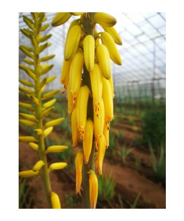 MEDITERRANEAN ALOE VERA Aloe Vera Gel - 330ml - 100% Natural - Buy Online on GoSupps.com