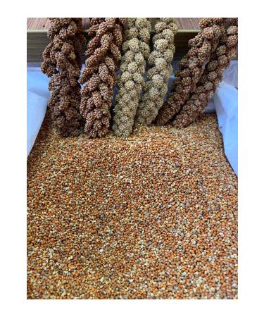 han melipetstore Sifted Red Millet from Dal Millet (sifted Red Millet) 1kg - Buy Online on GoSupps.com