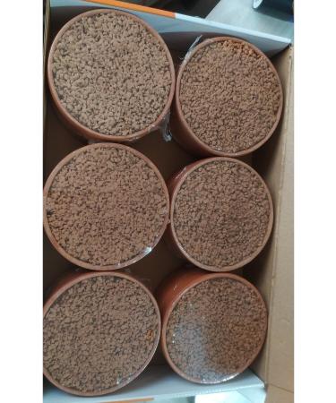 ShellCA NATURAL HEALTH CARE Shellca Peakpot 6 Pack Pigeons Peakpot - Buy Online on GoSupps.com