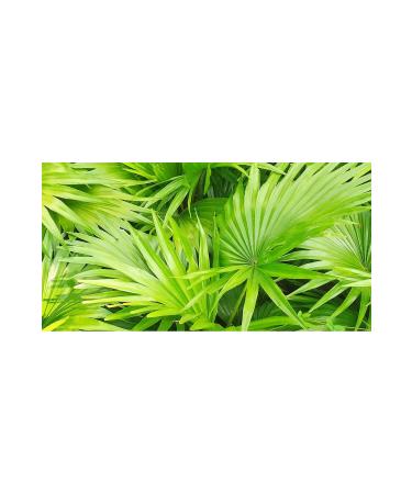 DAYE HATUN Saw Palmetto Vinegar (Natural Fermented Live Vinegar / Nat. Ferm. / 500 Ml) - Buy Online on GoSupps.com