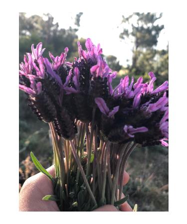 land organic herbal tea Organic Classic Blue Tea - Buy Online on GoSupps.com