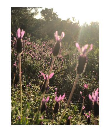 land organic herbal tea Organic Classic Blue Tea - Buy Online on GoSupps.com