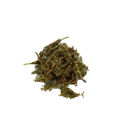 Do an Spice Fern Natural Fern Plant 1kg