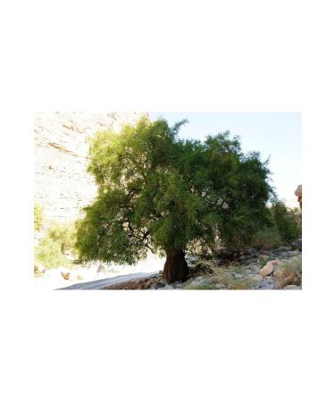 natural master medicinal plants spices nuts Sidr Leaf (ARABIAN CHERRY) Oil 30 Ml. Sidre Maghreb Maghreb - Buy Online on GoSupps.com