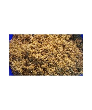 Rotifish Bloodworms Dried Bloodworms 50 GR - Buy Online on GoSupps.com
