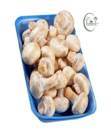 CSK SOFIA FOOD Cultivated Mushroom 300 gr X5 PACKAGE
