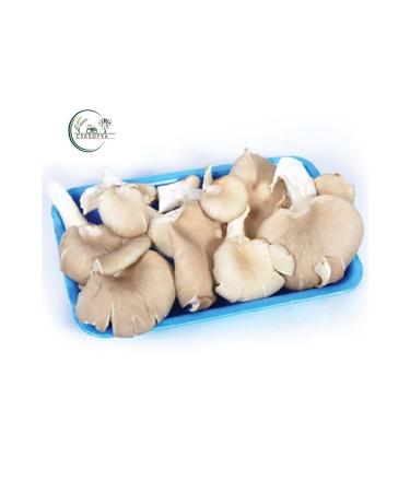 CSK SOFIA FOOD Oyster Mushroom 200 gr X5 Package