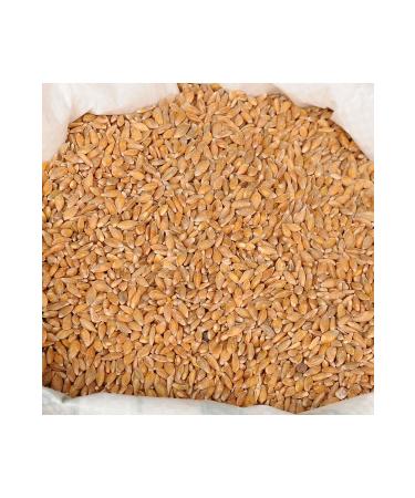 Devrekani DevA Organic Grain Einkorn Wheat 10 Kg - Buy Online on GoSupps.com