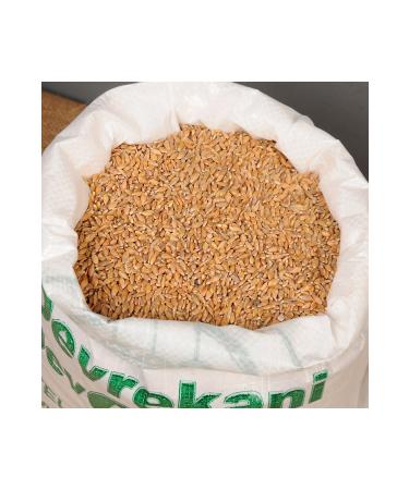 Devrekani DevA Organic Grain Einkorn Wheat 10 Kg - Buy Online on GoSupps.com