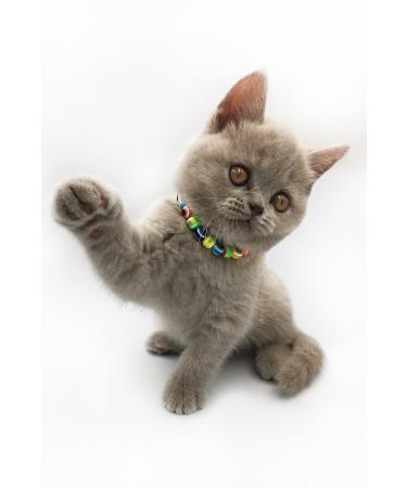 Alice Kitty Kitten and Mother Cat Food 2x1kg - Buy Online on GoSupps.com