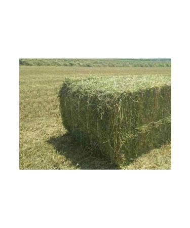 POLYBOTUM Alfalfa Rodent Grass 1 Kg