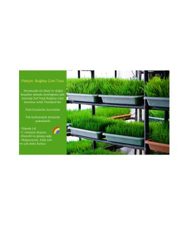 Peti im Pure Green Wheat Grass Powder 15 Days - Buy Online on GoSupps.com