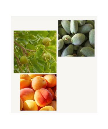 L'Occitane Shea Butter Nail & Cuticle Oil - 7.5 ml - Buy Online on GoSupps.com