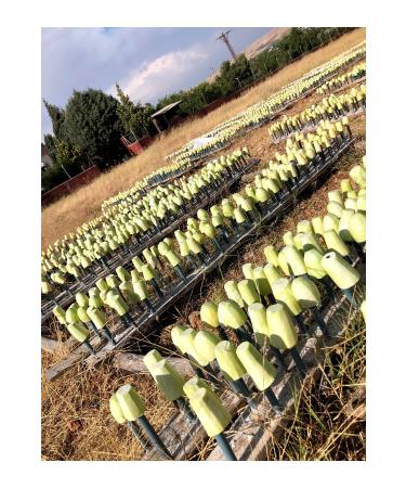  apa Baharat Dried Zucchini Stuffed New Season (25 PIECES) - Buy Online on GoSupps.com