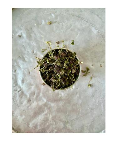 TEA Yayla Tea Purple Thyme - Buy Online on GoSupps.com
