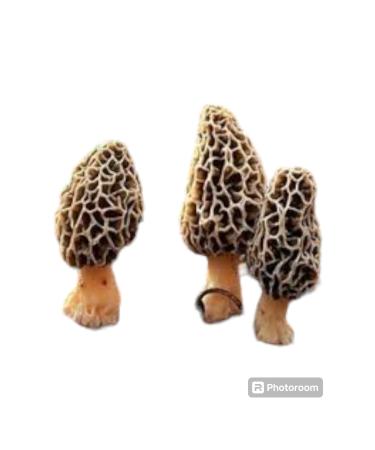 Classy Morel seed 1 kg