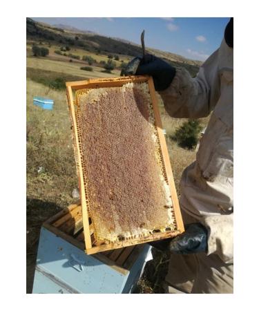 OZMU BAL Huge Campaign from Production Lath Honey 2.7- 3 kg