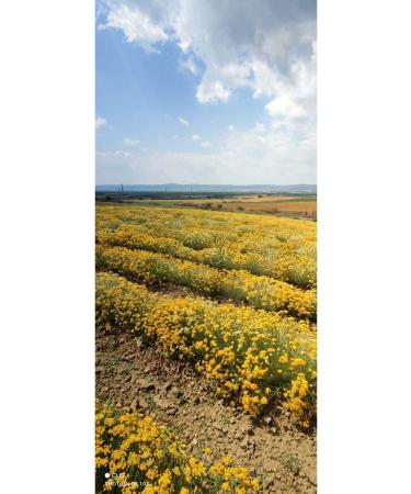 Dr. Lavender From Our Garden 0 Immortelle Flower Water Collagen B5 and B3 Vitamin Face Care & Tonic 100 ML - Buy Online on GoSupps.com