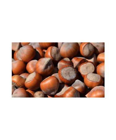 Birlik Shelled Hazelnuts 1kg Natural