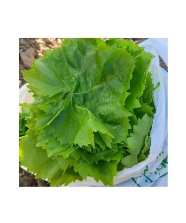 Agricultural and Animal Products VINE LEAF IN BRINE 5 KG - Buy Online on GoSupps.com