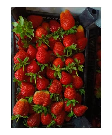 Agricultural and Animal Products strawberry jam 500 gr