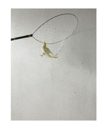 Store Bird Catching Bucket