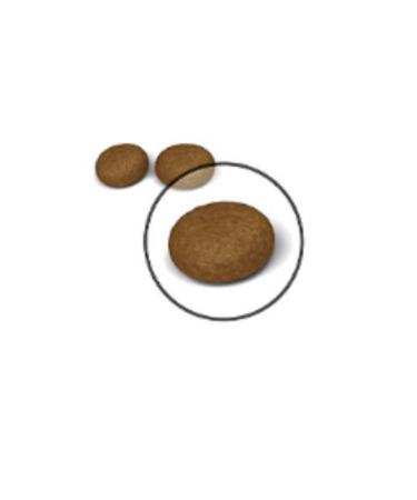 Royal Canin Hair & Skin Care Dry Cat Food 2 Kg - Buy Online on GoSupps.com