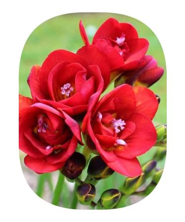 Asya 1 Piece Red Freesia (Freesia Bulbs) Flower Bulb Layered Fragrant