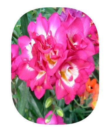 Asya 1 Pink Freesia Bulbs Flower Bulb Layered Fragrant