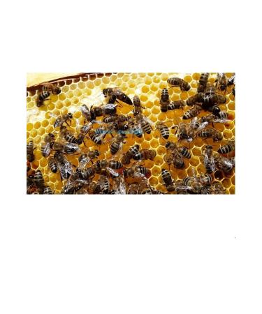 Erzurum local food - sugar-free Natural Comb Honey 1 Kg