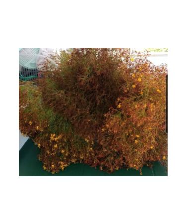 Flavors together Red St. John's Wort Oil 100 ml. - Buy Online on GoSupps.com