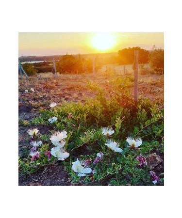 Caper Berries Organic 1.250 Kg (ORGANIC LEMON CITRUS USED) - Buy Online on GoSupps.com