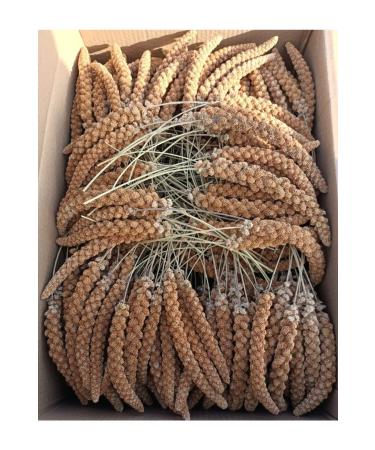 z Kayalar Yem Red Branch Millet 1 Kg
