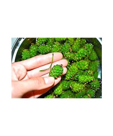 Natural Amasya Pine Cone Syrup Natural Additive-Free Homemade Ginger Apple Lemon Honey Brut 850 Gr - Buy Online on GoSupps.com