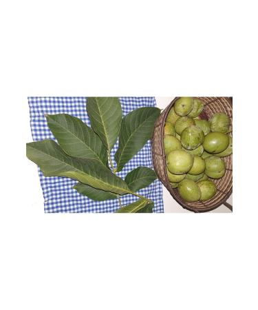 Jupitersign.store Walnut leaf