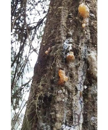 Organic Bitkim Pine Gum 250 gr - Buy Online on GoSupps.com