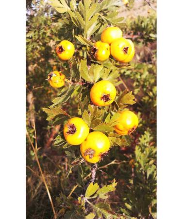 Istanbul Spice Istanbul Spice Dried Hawthorn Fruit 100 gr - Buy Online on GoSupps.com