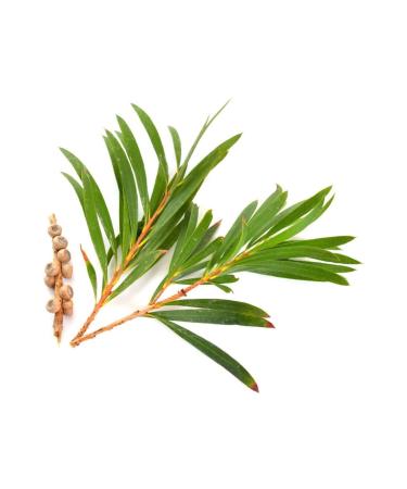 Balen Tea Tree Oil-Castor Laurel Oil (DISTILLATION) 20 ml 2 Pieces - Buy Online on GoSupps.com