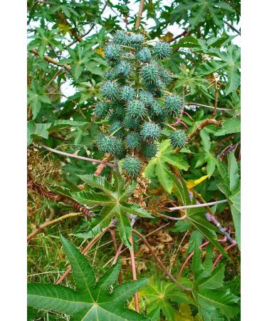 Balen Castor Oil Cold Press 50 ml X 3 Pieces - Buy Online on GoSupps.com