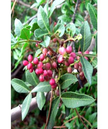 Balen Pistachio (BITTIM- TLENB K) Oil Cold Press 20 ml - Buy Online on GoSupps.com