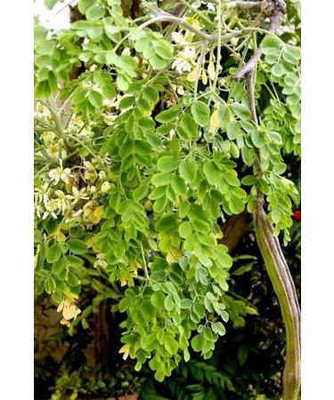 Istanbul Spice Istanbul Spice Moringa Plant (TEA) 30 gr X 3 Pieces - Buy Online on GoSupps.com