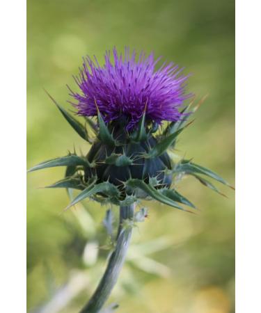 Balen Milk Thistle Extract Capsule 375 Mg 60 Capsules X 2 Pieces - Buy Online on GoSupps.com