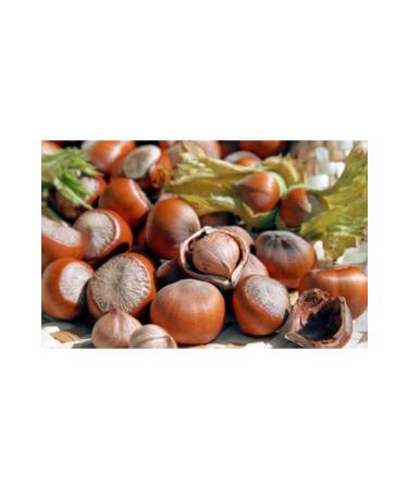 Hazelnut Giresun Shelled 1 Kg (2023 SEASON) - Buy Online on GoSupps.com