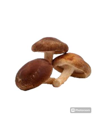 Klas Shiitake mushroom seed 1 kg