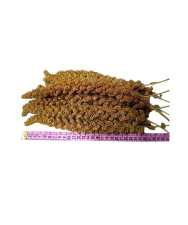 Apex Red Branch Millet (NEW CROP) 1st Quality 500 gr 2023 Harvest Local Production Natural