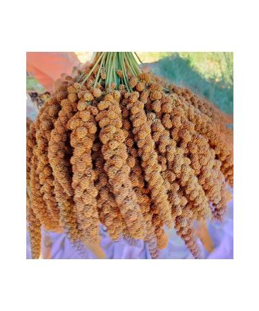 Apex Red Branch Millet (NEW CROP) 1st Quality 500 gr 2023 Harvest Local Production Natural - Buy Online on GoSupps.com