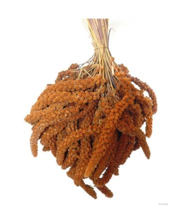 Apex Red Branch Millet (NEW CROP) 1st Quality 500 gr 2023 Harvest Local Production Natural - Buy Online on GoSupps.com