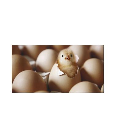 Fereketlimama Chick Growth - Development Feed - 4 Kg - Granules - Buy Online on GoSupps.com