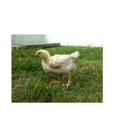 Fereketlimama Chick Growth - Development Feed - 4 Kg - Granules - Buy Online on GoSupps.com